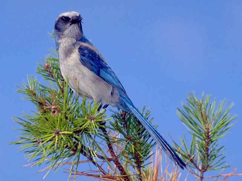 bird