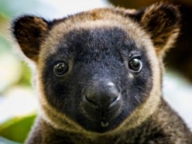 David Fleay Wildlife Park 1