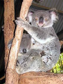 koalas koalas