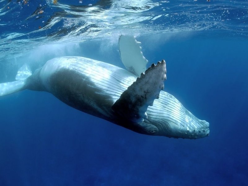 Whale