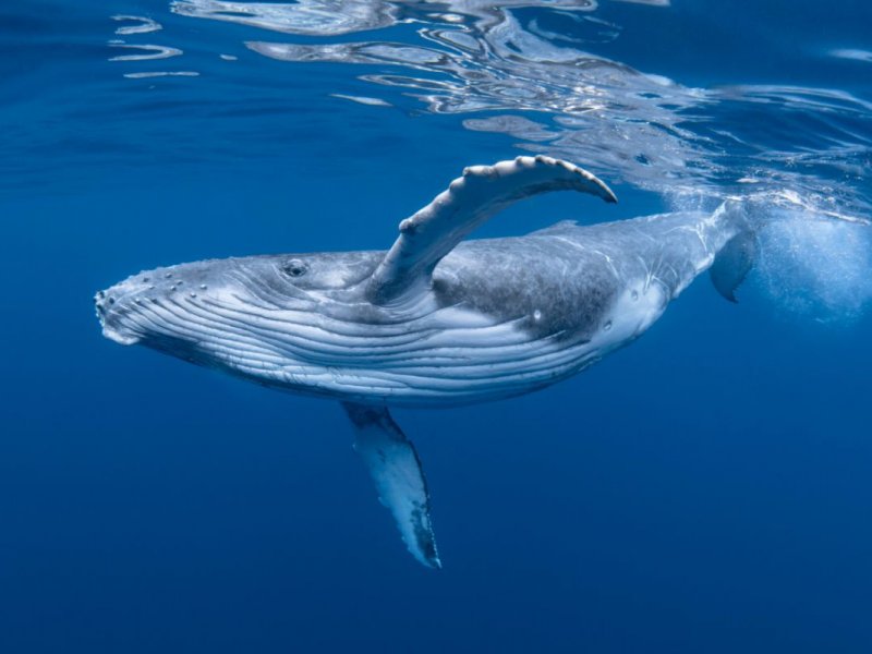 Whale Burleigh