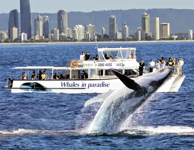 Whale Watching Gold Coast